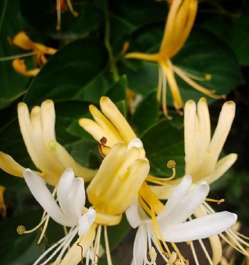 绿黄色的花有何寓意和象征？这种花的花语是什么？