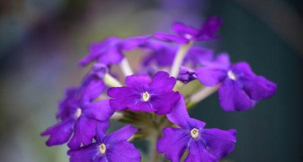 紫色花朵代表什么？开紫色花的寓意是什么？
