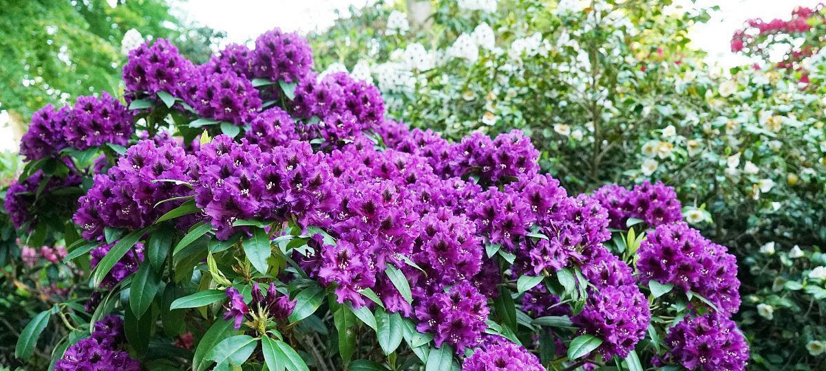 紫色花朵代表什么？开紫色花的寓意是什么？