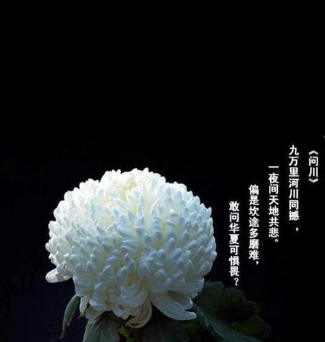 有节哀寓意的花是什么花？哪种花象征哀悼？
