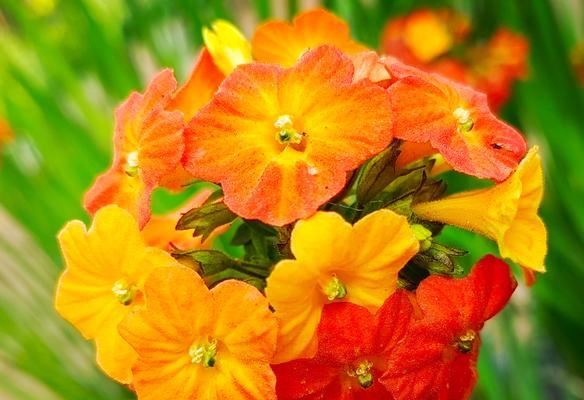 哪些花象征着富贵光亮？