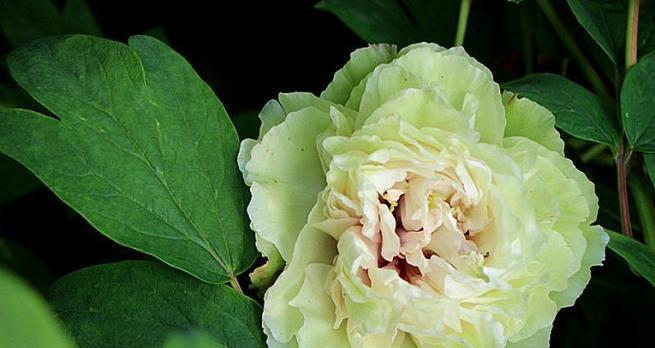 白绿色花代表什么含义？白绿色花语是什么？