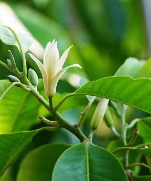 白绿色花代表什么含义？白绿色花语是什么？