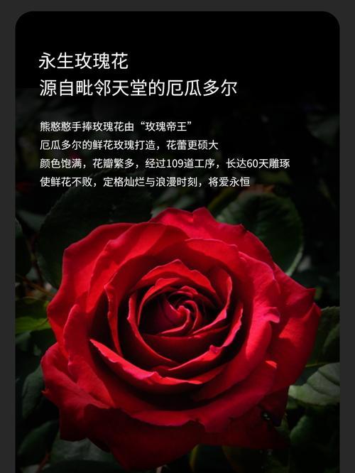 情人节送永生花有什么特别的含义？