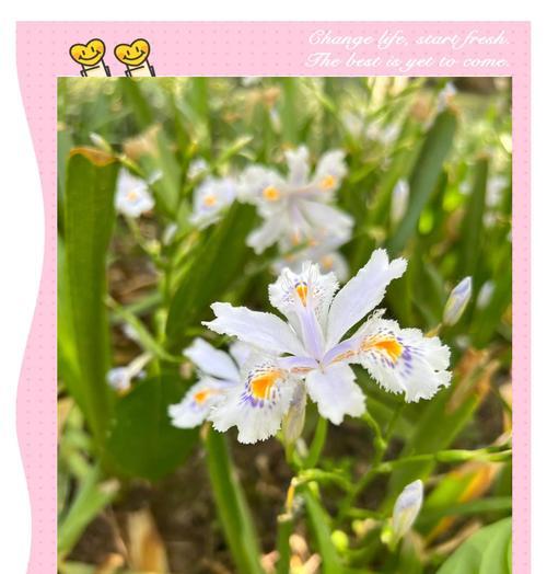 哪种花象征着对爱情的坚定？它的寓意是什么？
