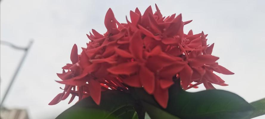 哪些花带有红色的意义？它们代表了什么？