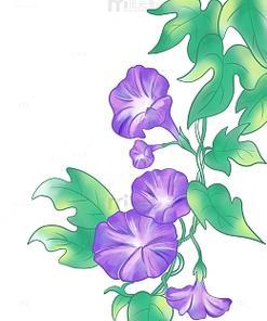 紫色牵牛花的寓意是什么？它象征着什么？