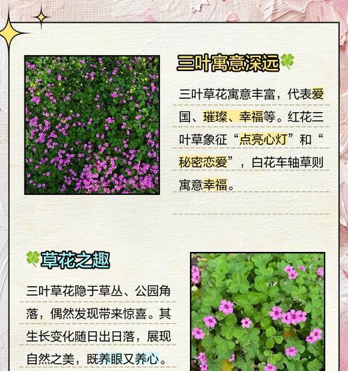 三束不同颜色的花分别代表什么？它们的寓意是什么？
