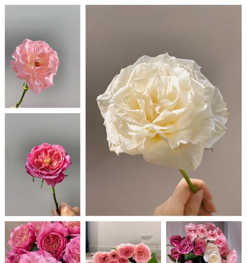 三束不同颜色的花分别代表什么？它们的寓意是什么？