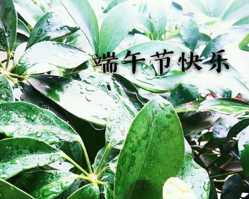 端午节开的花有哪些寓意团圆？