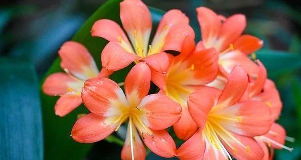 2022年哪些花寓意好运？如何选择好运花？