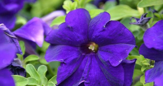 蓝色牵牛花象征什么爱情？蓝色牵牛花的寓意是什么？