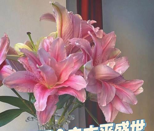 节约的花语是什么？节约花语代表什么？