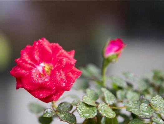 蓝色星空花代表了什么？它的花语有哪些？