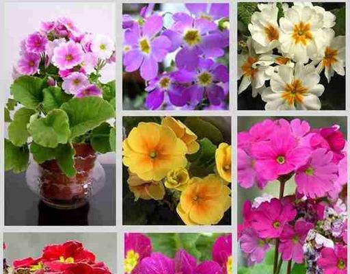 蓝色星空花代表了什么？它的花语有哪些？