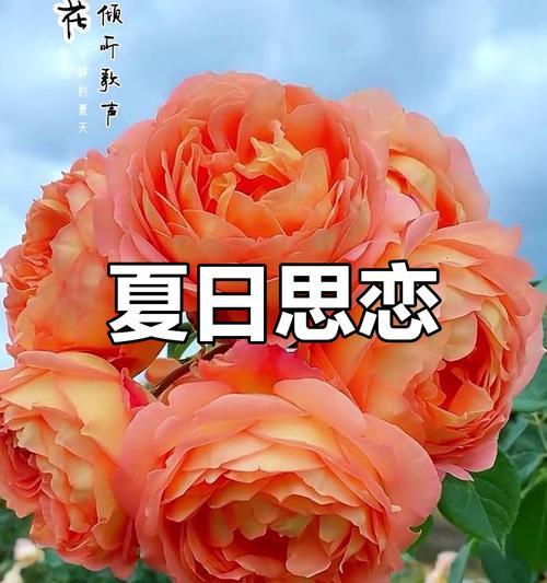 端午节时月季花有何特别寓意？