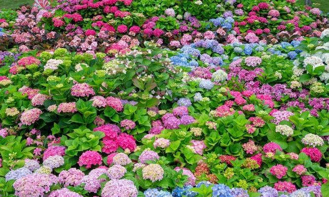 端午节时月季花有何特别寓意？