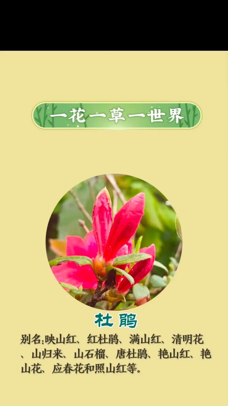 金色杜鹃花象征什么？它的寓意有哪些？