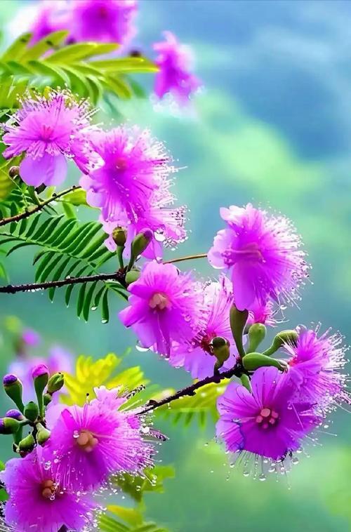 合欢花的传说和花语寓意是什么？