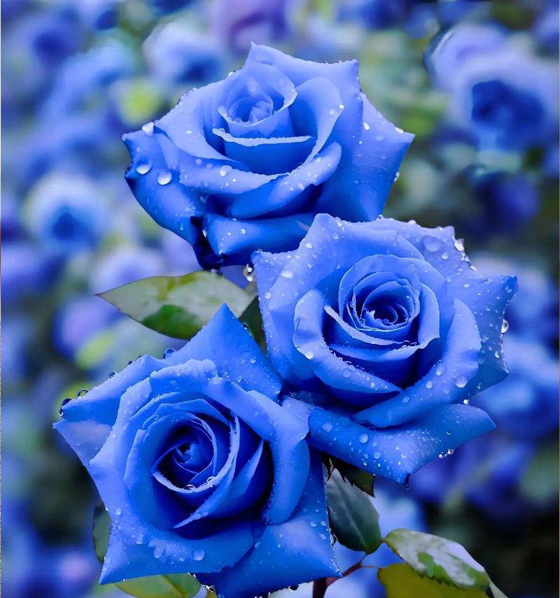 蓝色花的寓意是什么？蓝色花语有哪些含义？