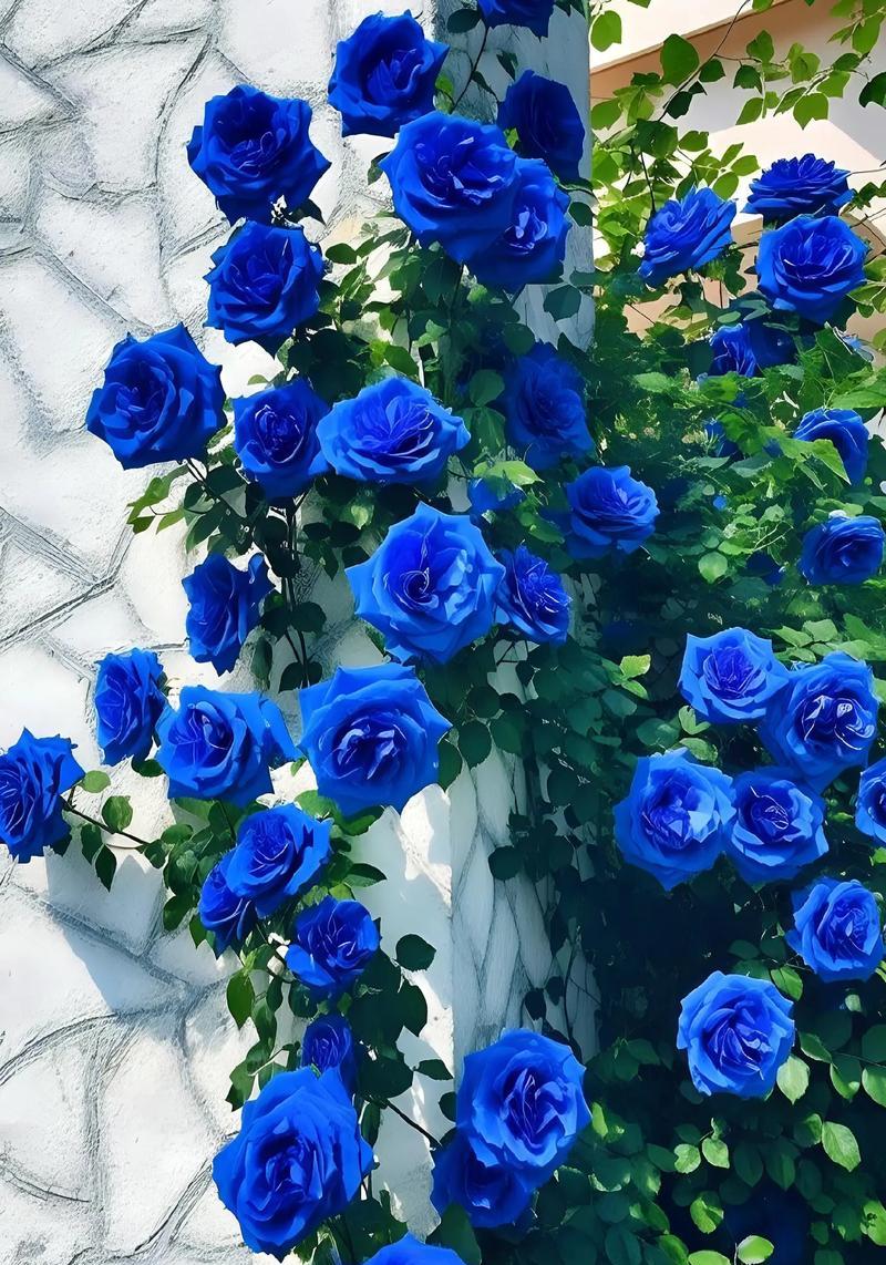 蓝色花的寓意是什么？蓝色花语有哪些含义？