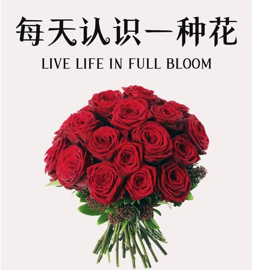 哪种花寓意爱情？如何用花表达爱情的寓意？