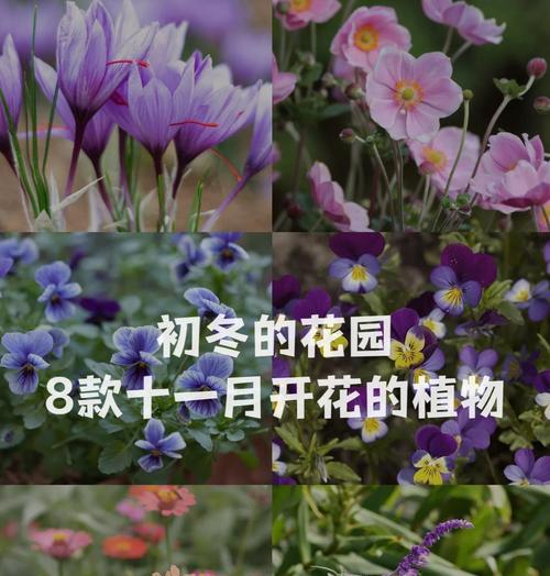 蝴蝶花有哪些寓意？如何选择祝福的蝴蝶花745