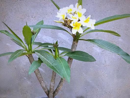 哪种花寓意保平安？养花保平安的寓意是什么？