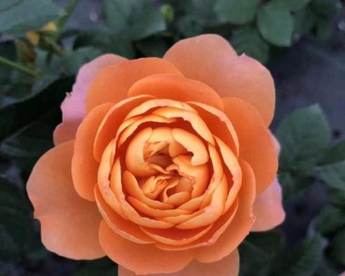 钻石象征的爱情花语是什么？钻石花语有哪些含义？