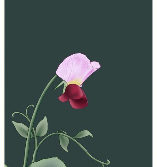 二十四节气各有什么象征花？如何根据节气选择花卉？