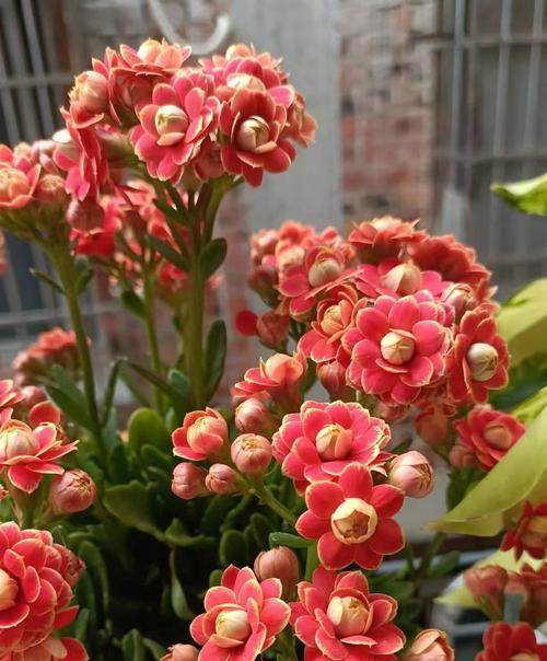 送盆栽寓意长寿的花好吗？如何挑选寓意长寿的盆栽花卉？