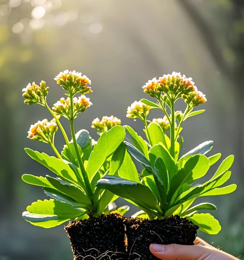 送盆栽寓意长寿的花好吗？如何挑选寓意长寿的盆栽花卉？