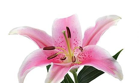 99朵粉色百合花代表什么？