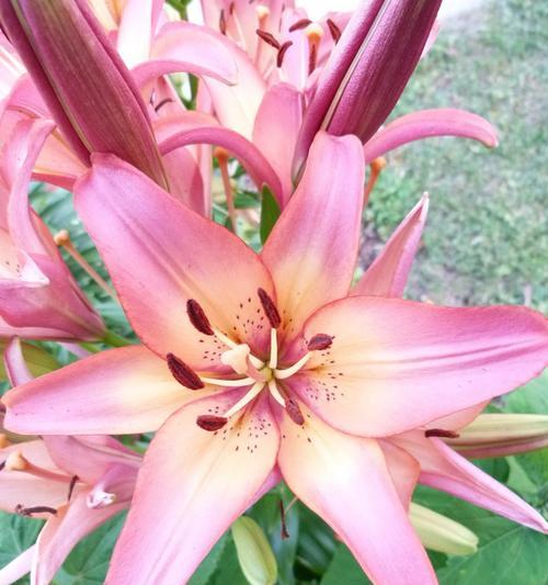 99朵粉色百合花代表什么？