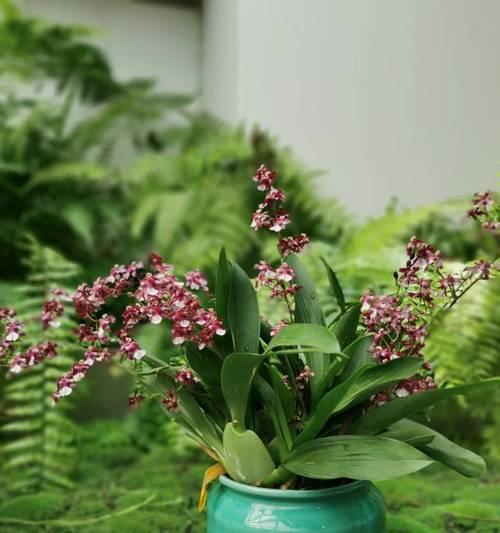 花文化的意义是什么？花在不同文化中的作用有哪些？