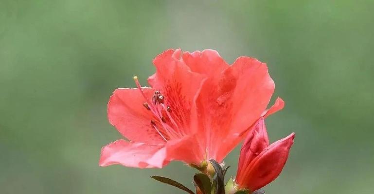 花文化的意义是什么？花在不同文化中的作用有哪些？