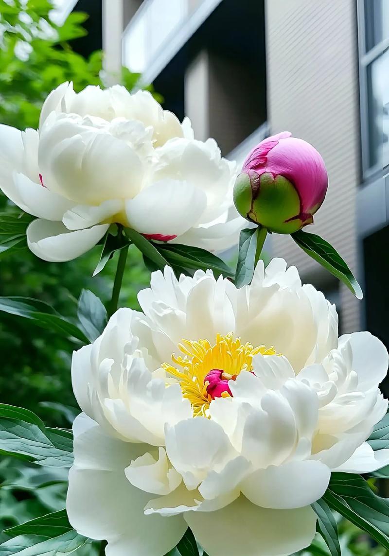 花文化的意义是什么？花在不同文化中的作用有哪些？