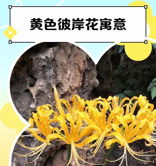 送黄色花的寓意是什么？