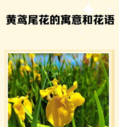 送黄色花的寓意是什么？