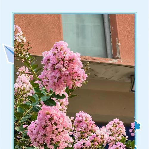 哪种花寓意好浪漫的爱情？它的花语是什么？