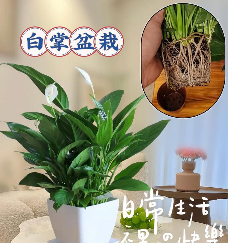 哪种白色花寓意安静？它象征着什么？