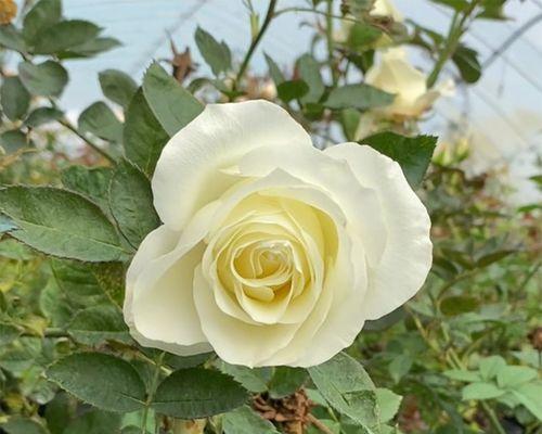 哪种白色花寓意安静？它象征着什么？