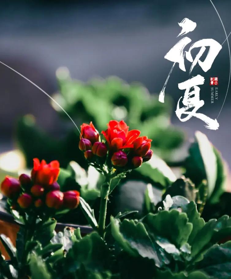 哪种花的花语是长寿和健康？