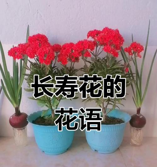 哪种花的花语是长寿和健康？