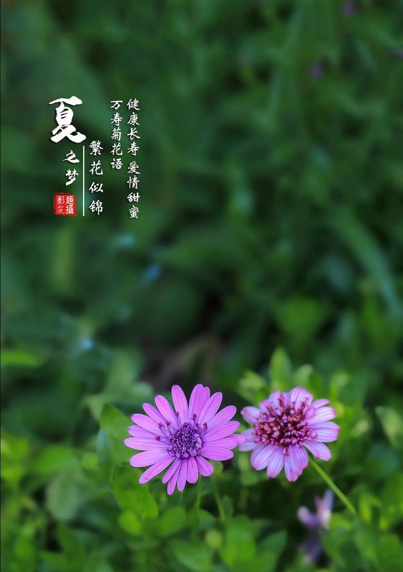 哪种花的花语是长寿和健康？