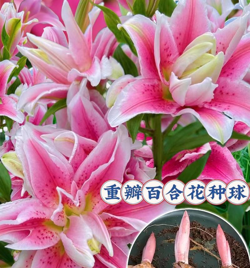 花的香味和颜色分别象征着什么？花的其他寓意有哪些？