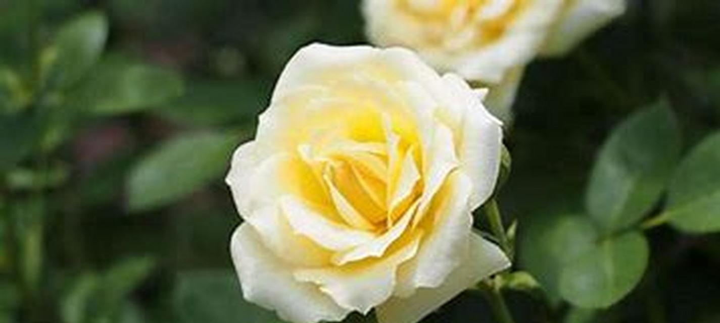 淡黄色玫瑰花代表什么？淡黄色玫瑰的花语有哪些？