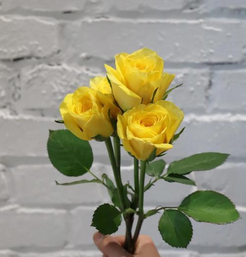 淡黄色玫瑰花代表什么？淡黄色玫瑰的花语有哪些？