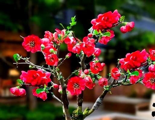 什么样的花寓意长寿？长寿花有哪些种类？