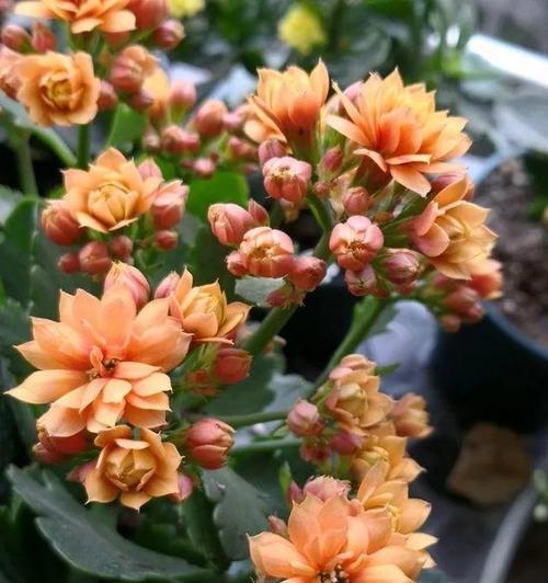 什么样的花寓意长寿？长寿花有哪些种类？